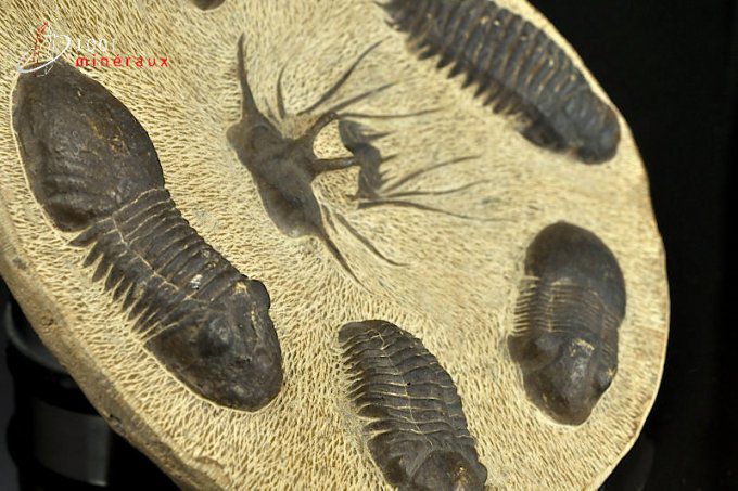 trilobite-reproduction-decoration