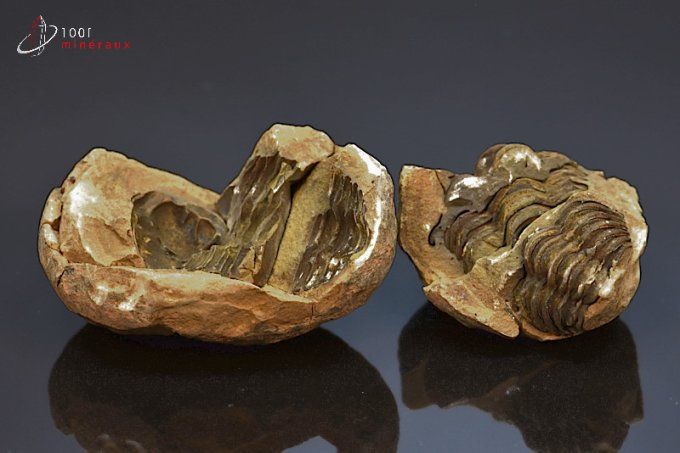 trilobite-calymene-nodule