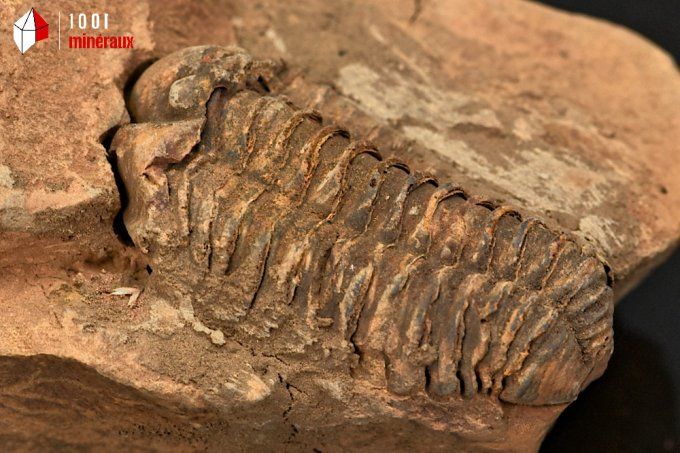 trilobite_calymene_fossiles