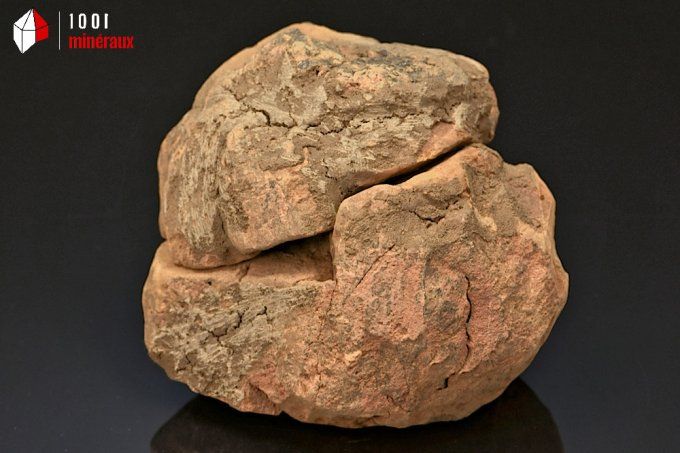 trilobite_calymene_fossiles