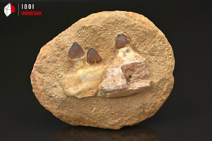 machoire_fossiles_mosasaure