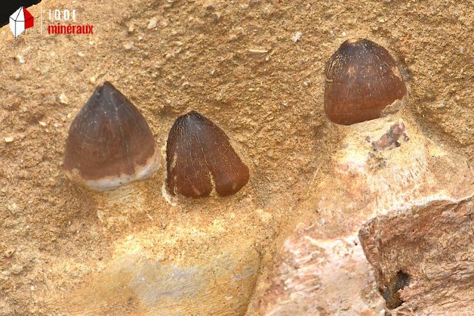 machoire_fossiles_mosasaure