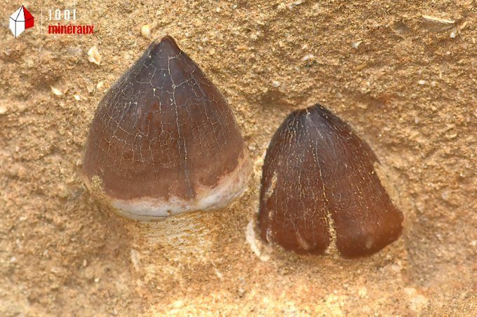 machoire_fossiles_mosasaure