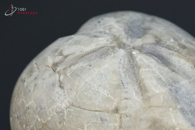 oursin micraster fossile