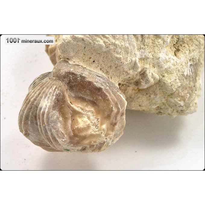 rhynchonelle-fossiles-france