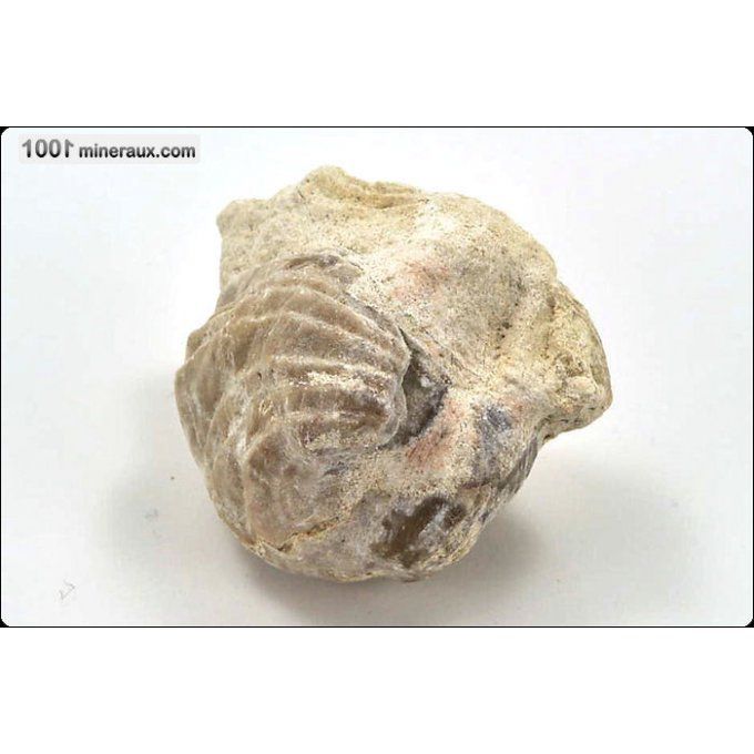 rhynchonelle-fossiles-france