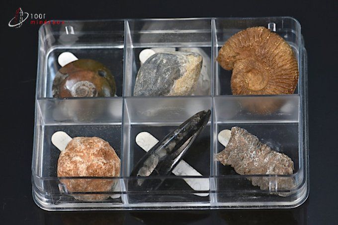 lot de six fossiles présentes en boitier
