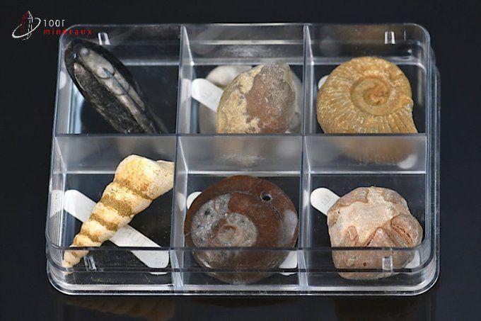 lot de six fossiles présentes en boitier