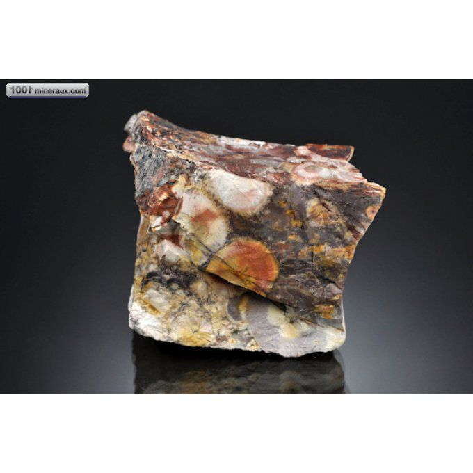 jaspe-ocelles-bresil