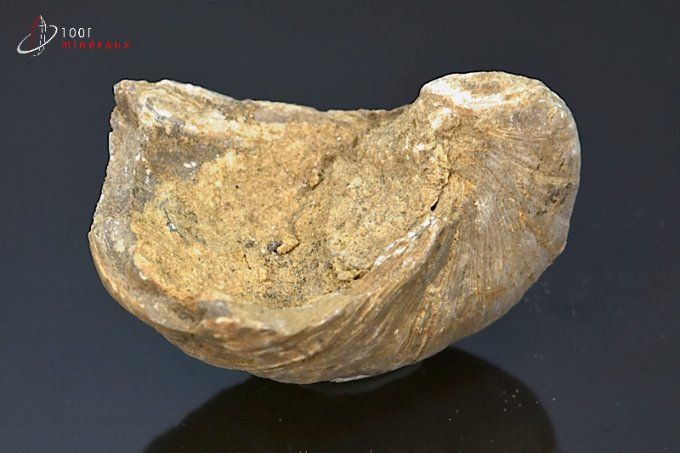 huitre fossile gryphaea