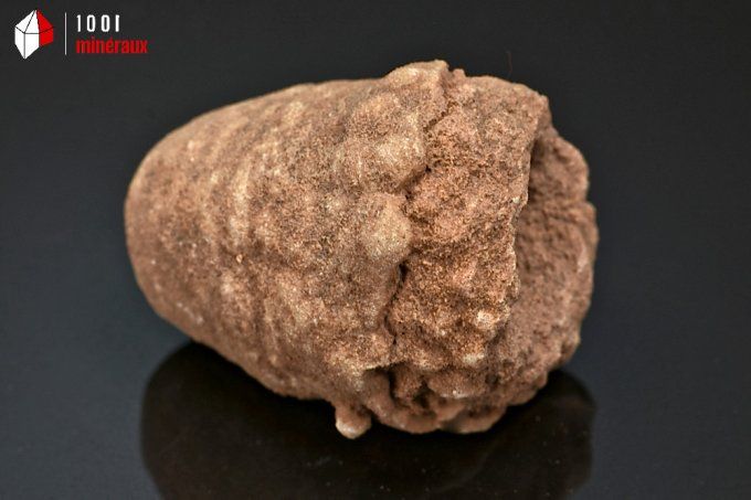 stromatolite_fossiles