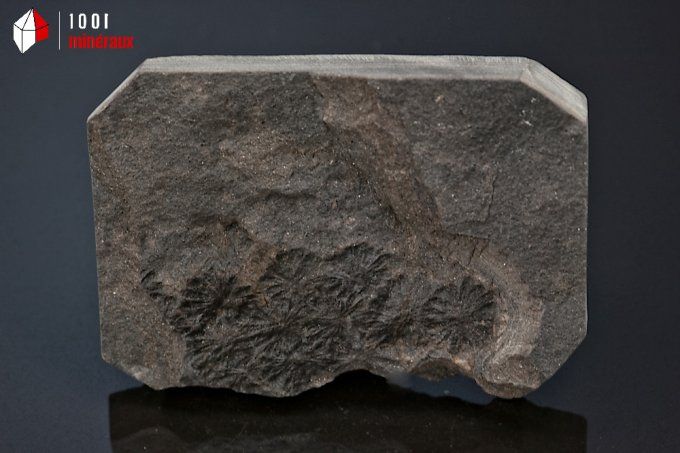 vegetaux_fossiles_sphenophyllum