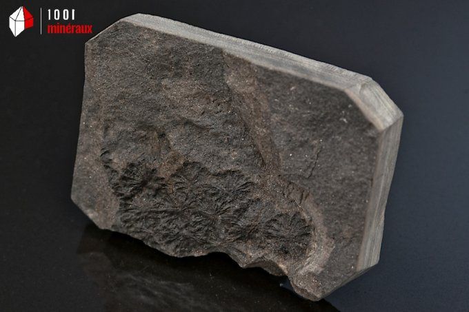 vegetaux_fossiles_sphenophyllum