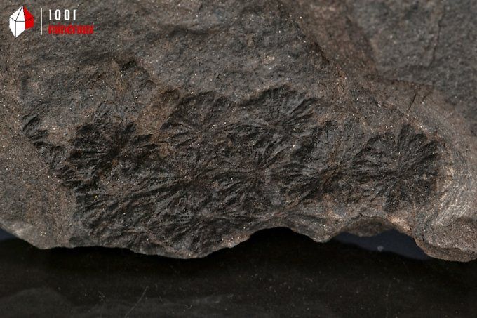 vegetaux_fossiles_sphenophyllum