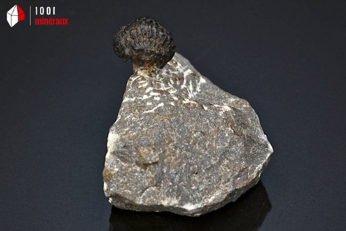 trilobite_phacops_fossiles