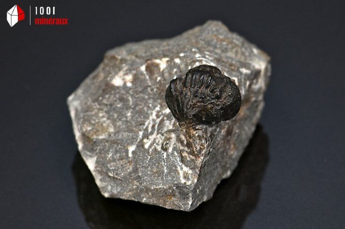 trilobite_phacops_fossiles