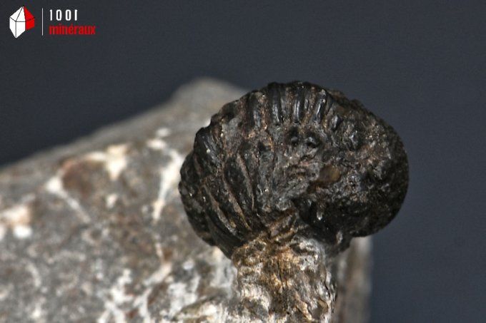 trilobite_phacops_fossiles