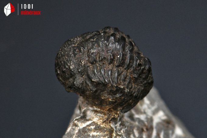 trilobite_phacops_fossiles