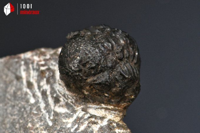 trilobite_phacops_fossiles