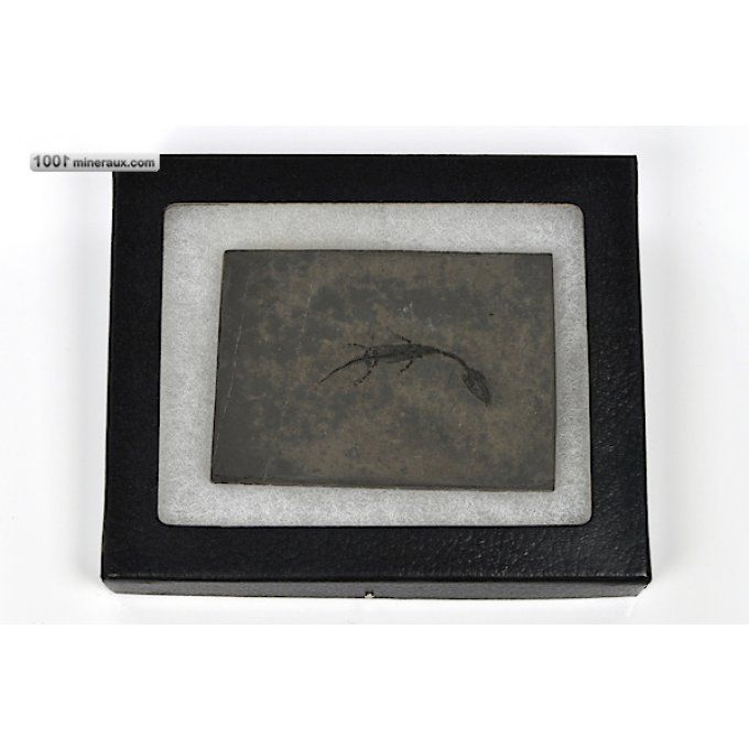 Keichousaurus-hui-fossiles-chine