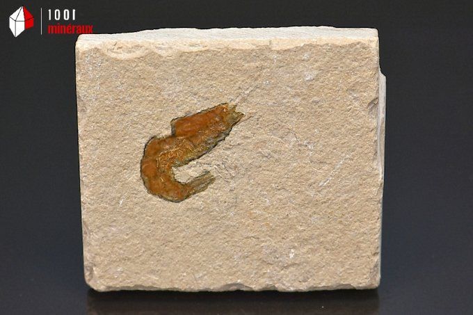 crevette_carpopenaeus_callirostris_fossiles