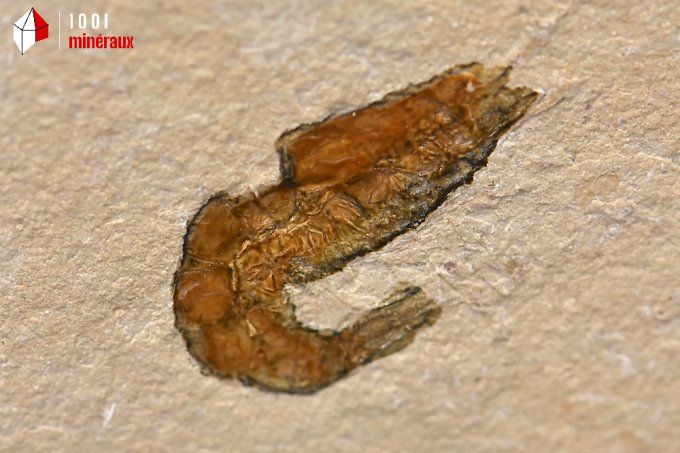 crevette_carpopenaeus_callirostris_fossiles