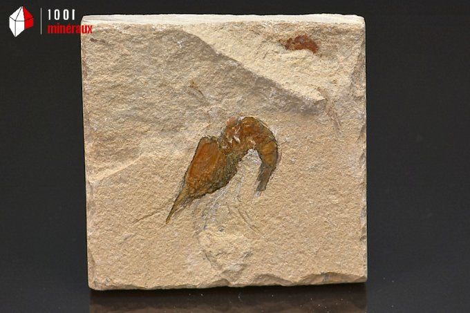 crevette_carpopenaeus_callirostris_fossiles