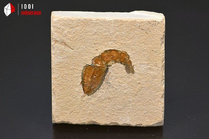 crevette_carpopenaeus_callirostris_fossiles