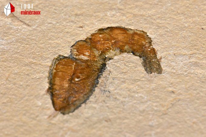 crevette_carpopenaeus_callirostris_fossiles