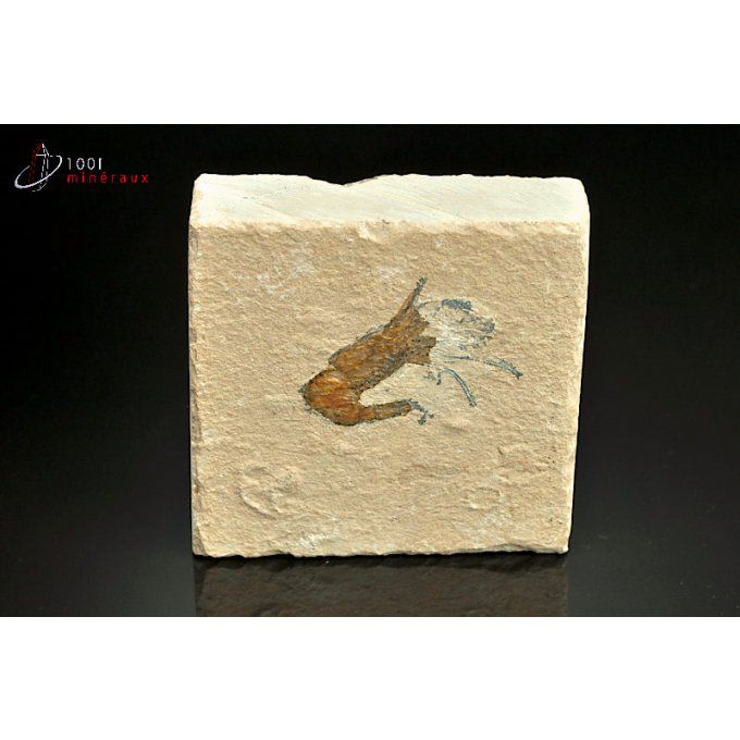 crustace-fossile-carpopenaeus-callirostris