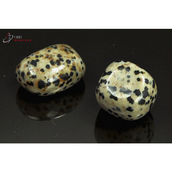 jaspe-dalmatien-poli-mexique