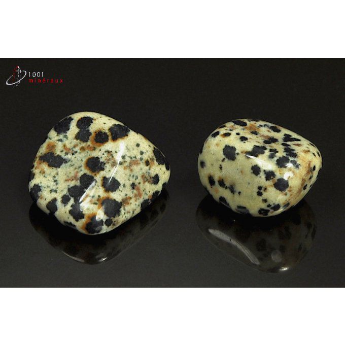 jaspe-dalmatien-poli-mexique