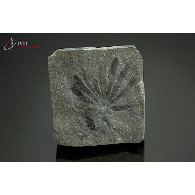 annularia-vegetaux-fossiles