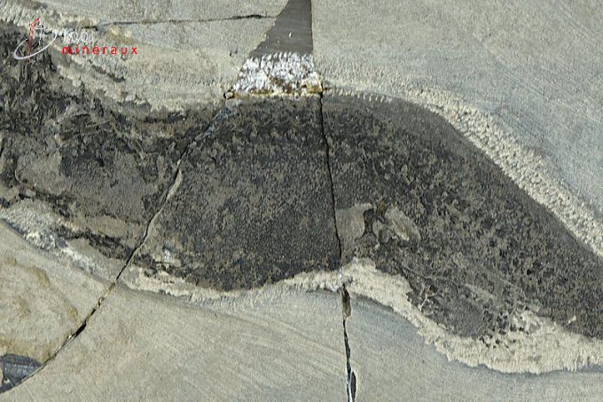 amphibien-branchiosaurus