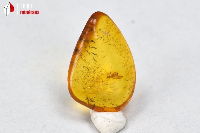 ambre_insectes_fossiles