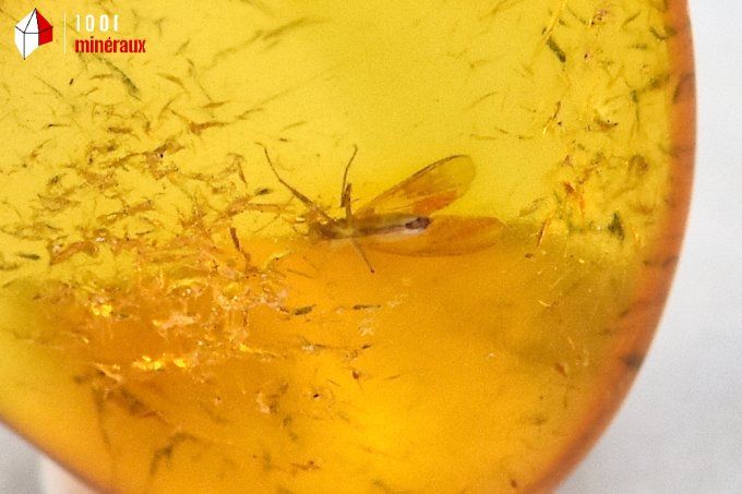 ambre_insectes_fossiles