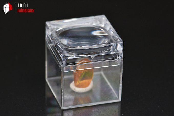 ambre_insectes_fossiles