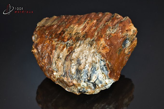 dent-mammouth-primigenius