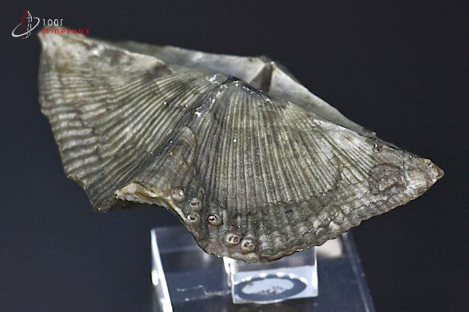 fossile cyrtospirifer grabaui