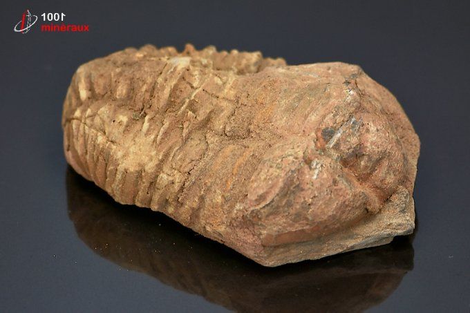 trilobite_fossile