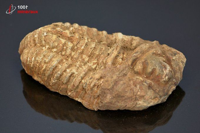 trilobite_fossile
