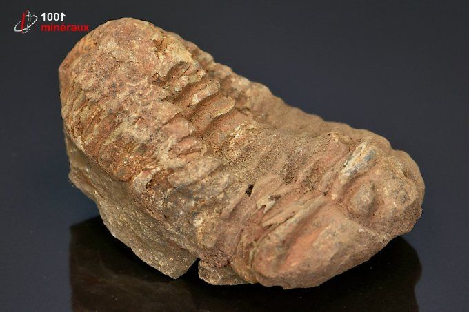 trilobite_fossile