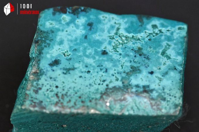 chrysocolle semi-polie bleue