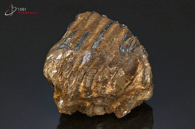 dent de mammouth meridionalis