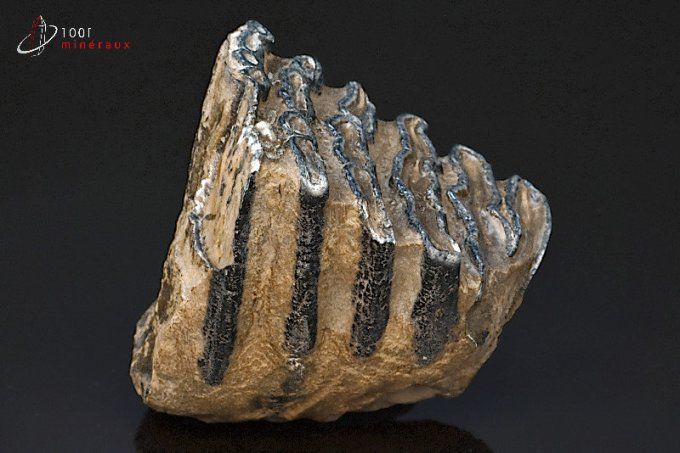 dent de mammouth meridionalis