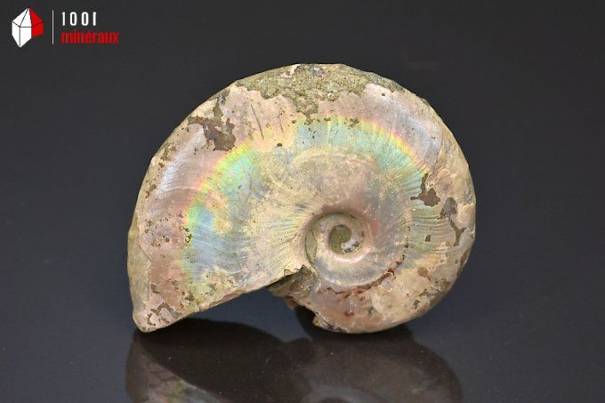 ammonite_fossiles_cleoniceras