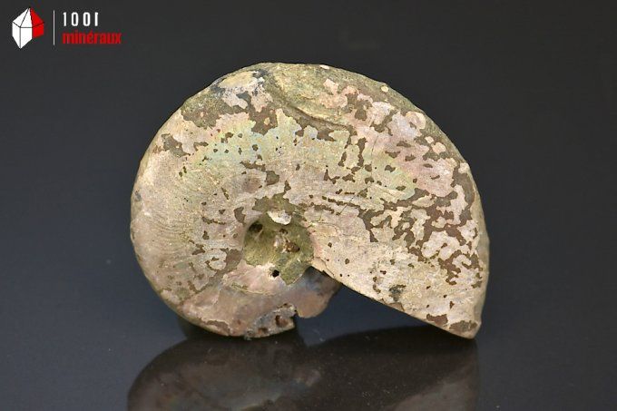 ammonite_fossiles_cleoniceras