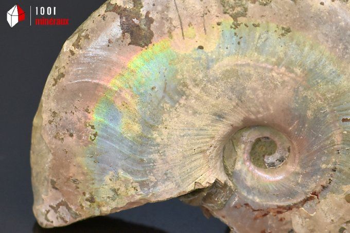 ammonite_fossiles_cleoniceras