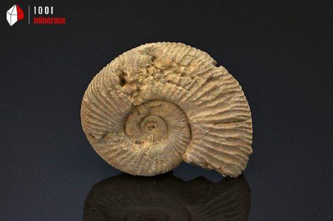ammonite_fossiles_perisphinctes