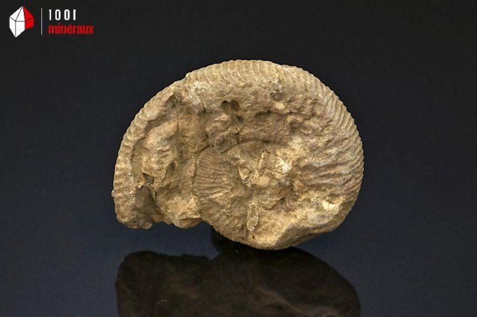 ammonite_fossiles_perisphinctes